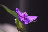 IMGP0677