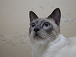 DSCN0208_thumb.png