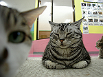 IMGP3367_thumb.png