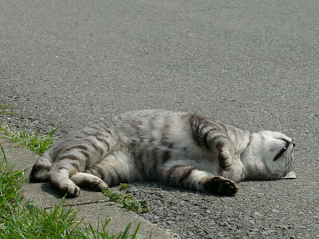 IMGP4277.jpg