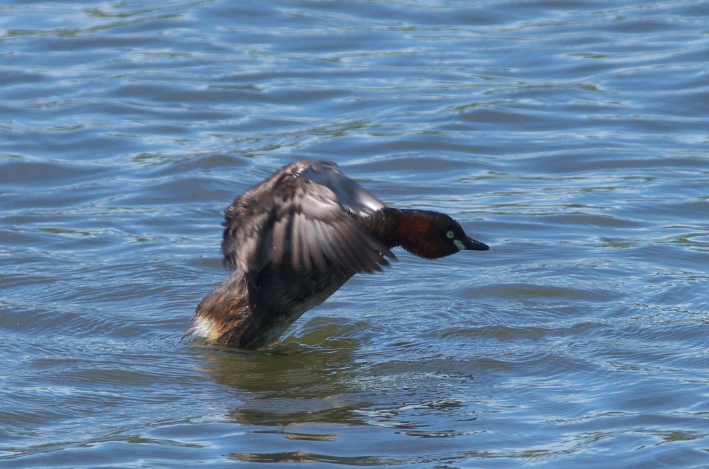 IMGP0237