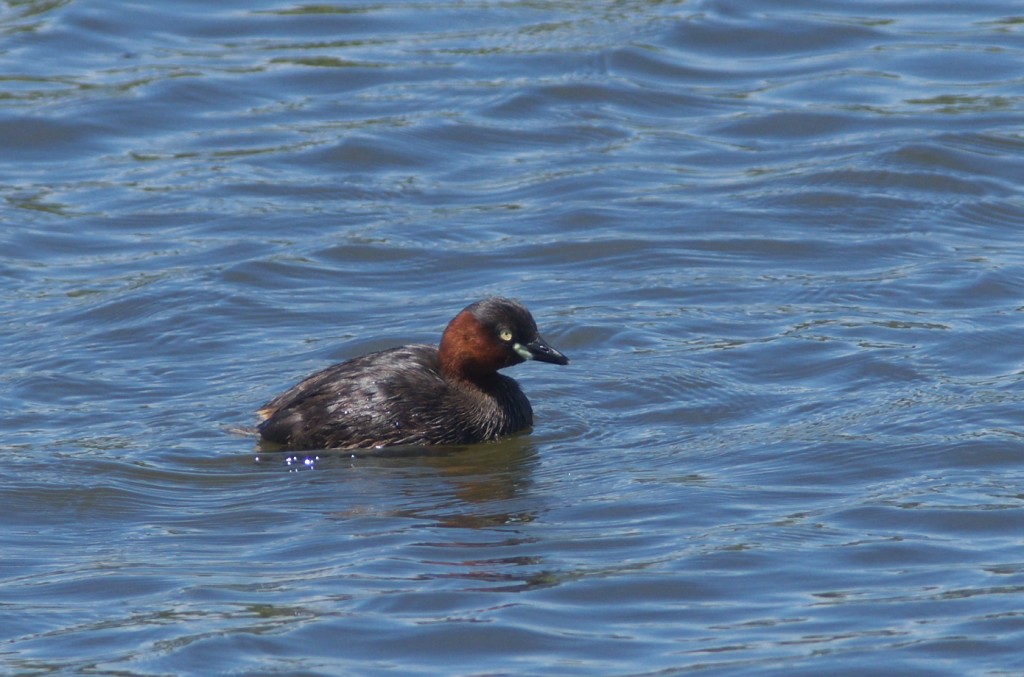 IMGP0271