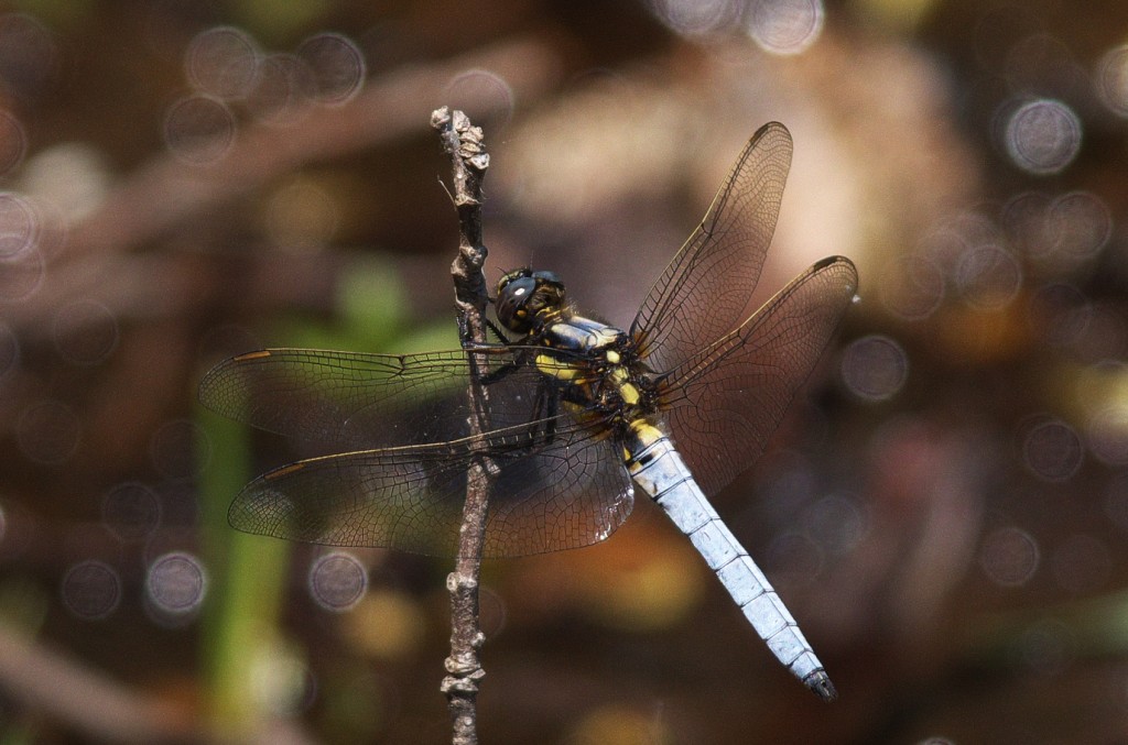 IMGP5570