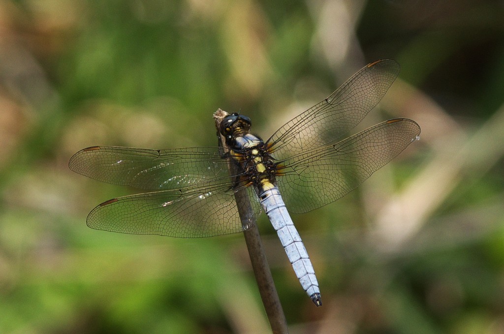 IMGP5583