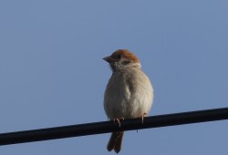 ２階の窓からスズメ若鳥