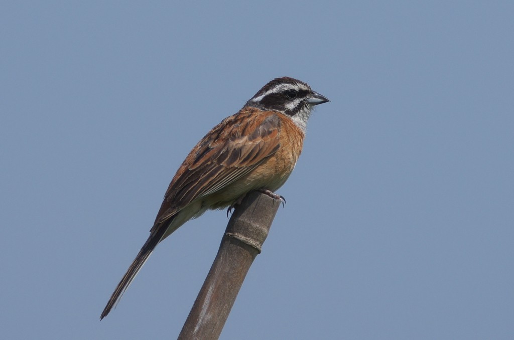 IMGP7224