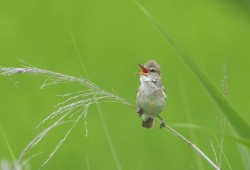 ６月３０日　手賀沼　アゲハ蝶