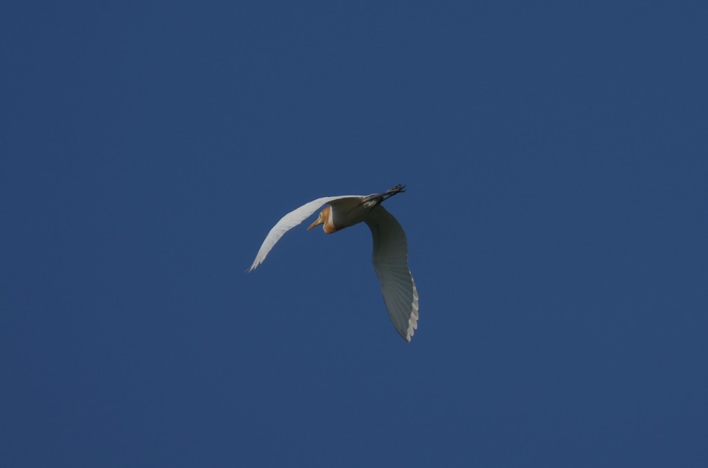 IMGP8220