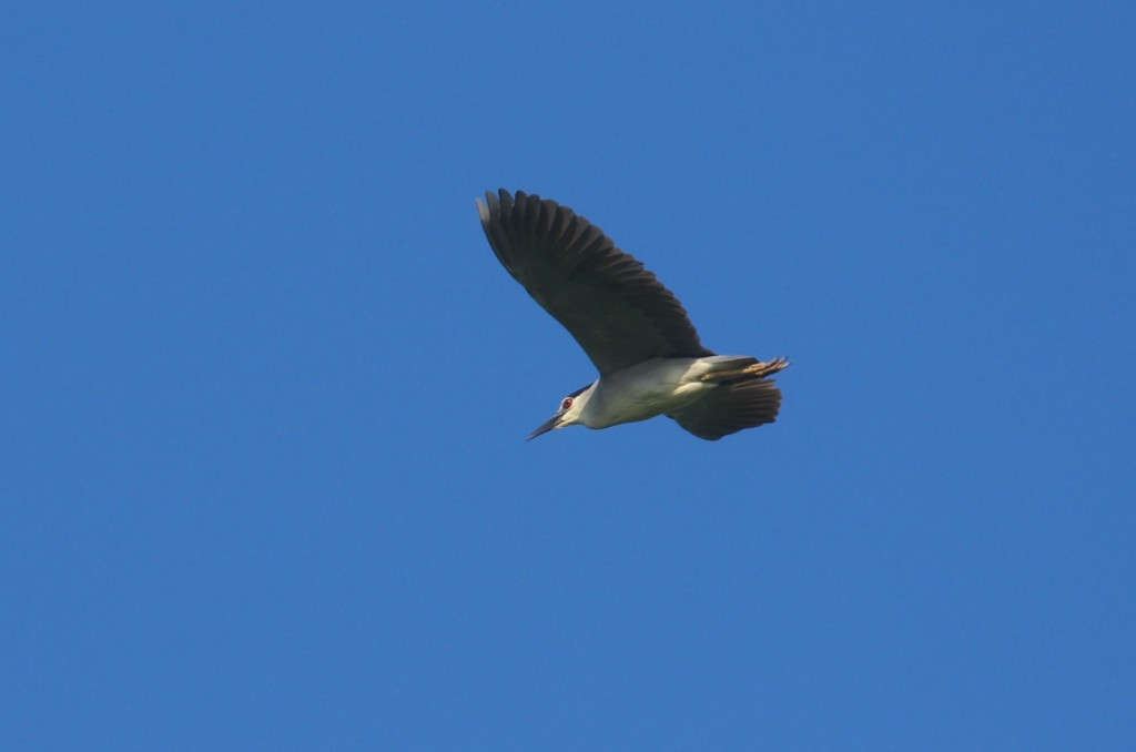 IMGP8236