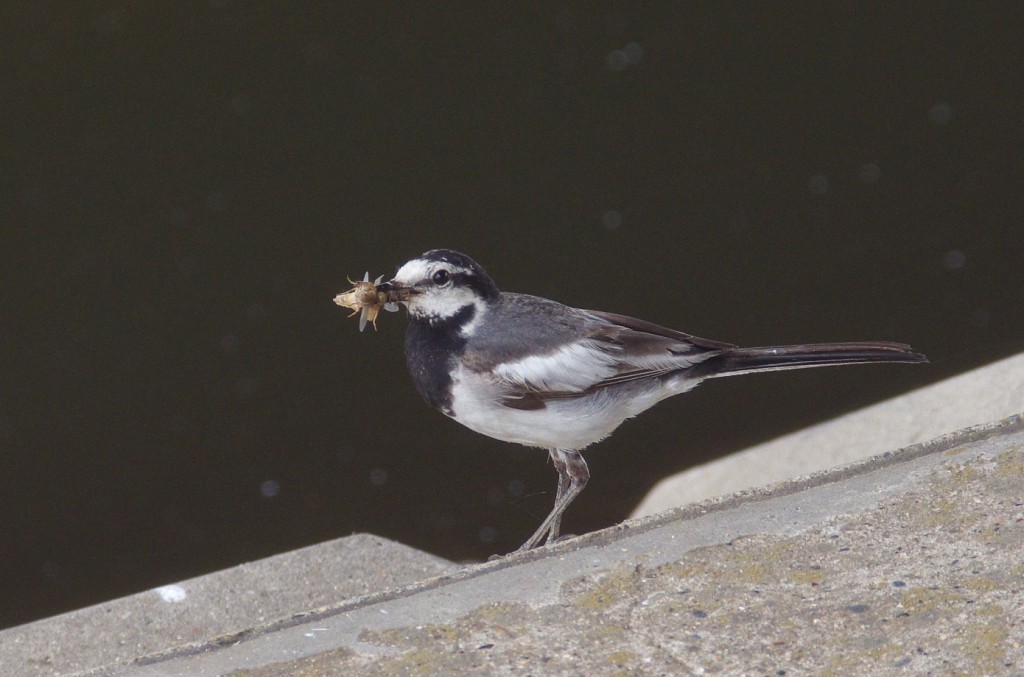 IMGP9279