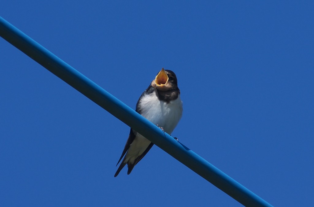 IMGP9568