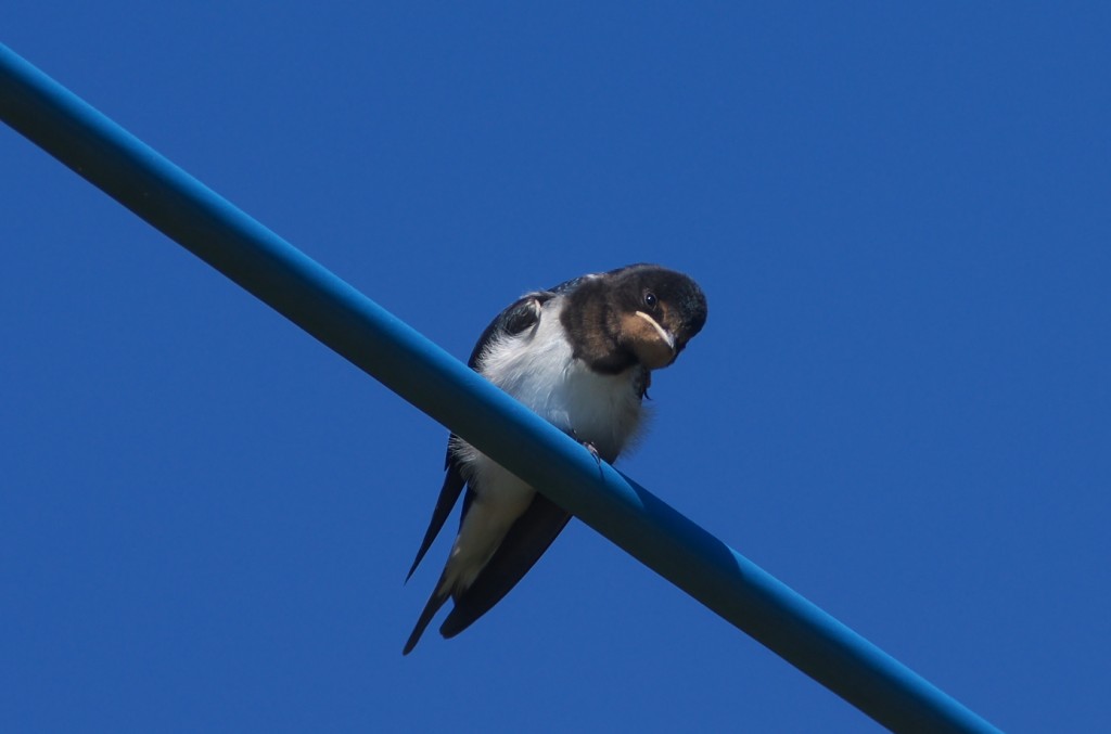 IMGP9569