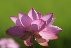 ８月３日　印旛沼～手賀沼　