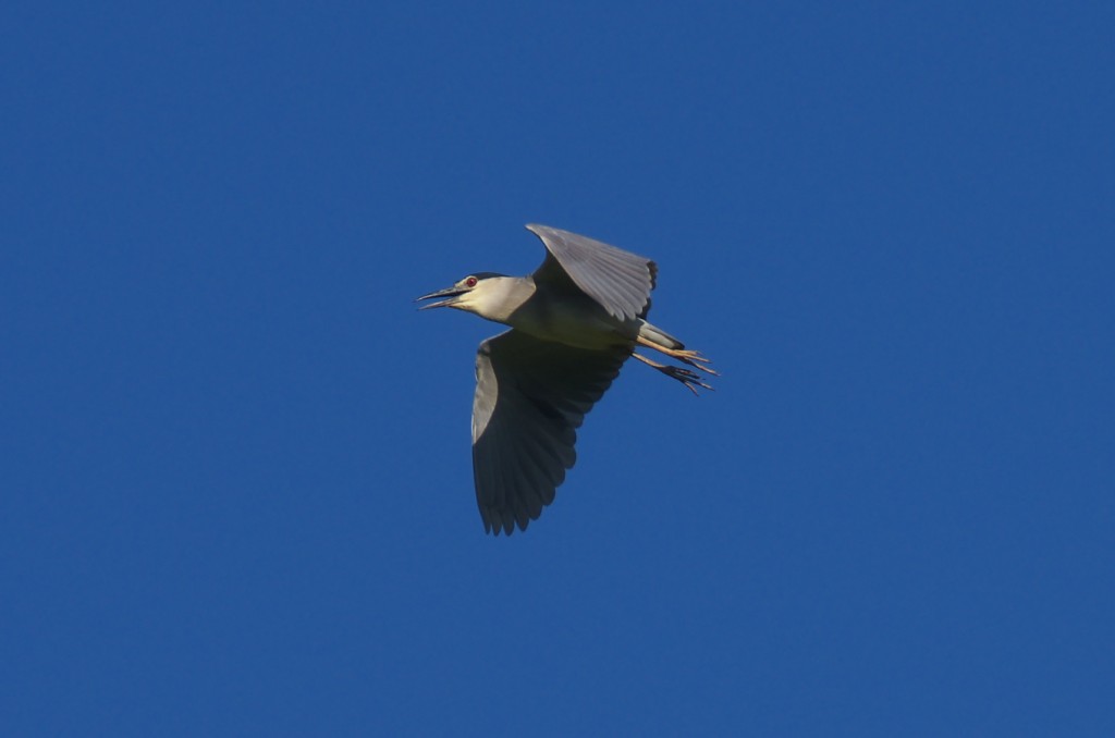 IMGP8859