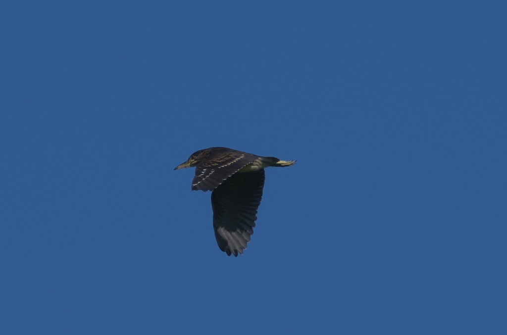 IMGP8887