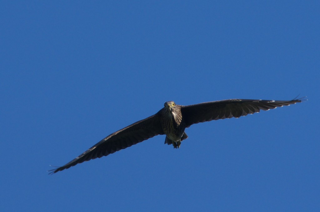 IMGP8918