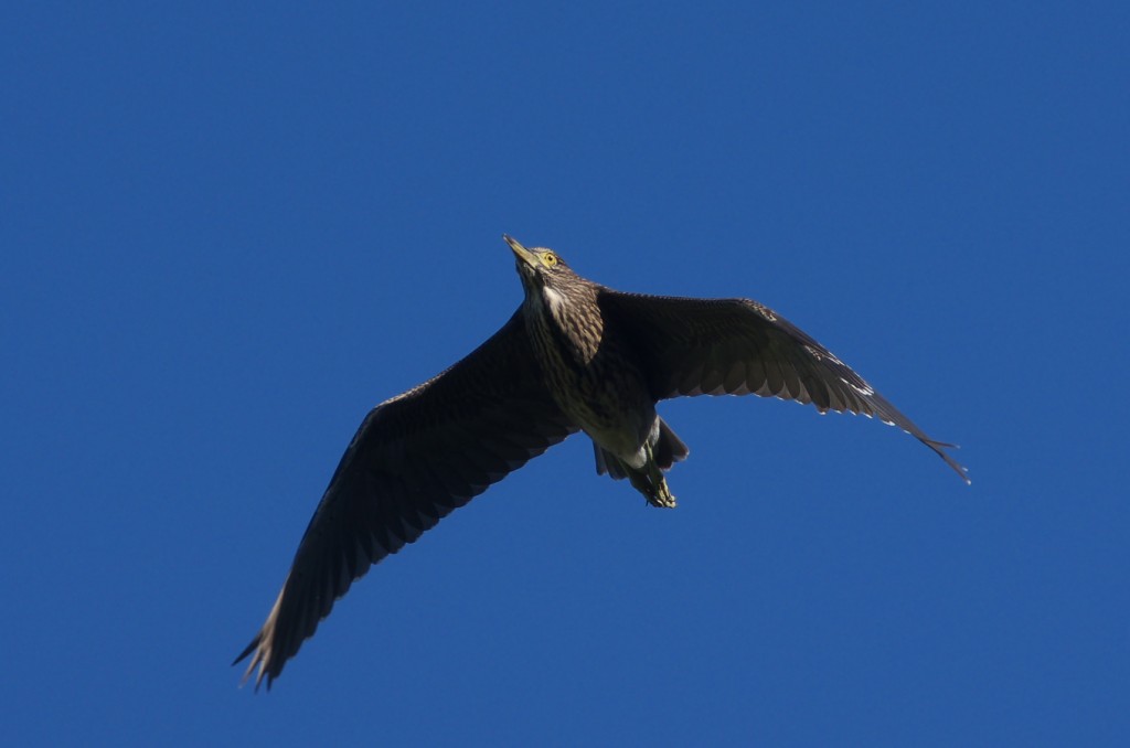 IMGP8925