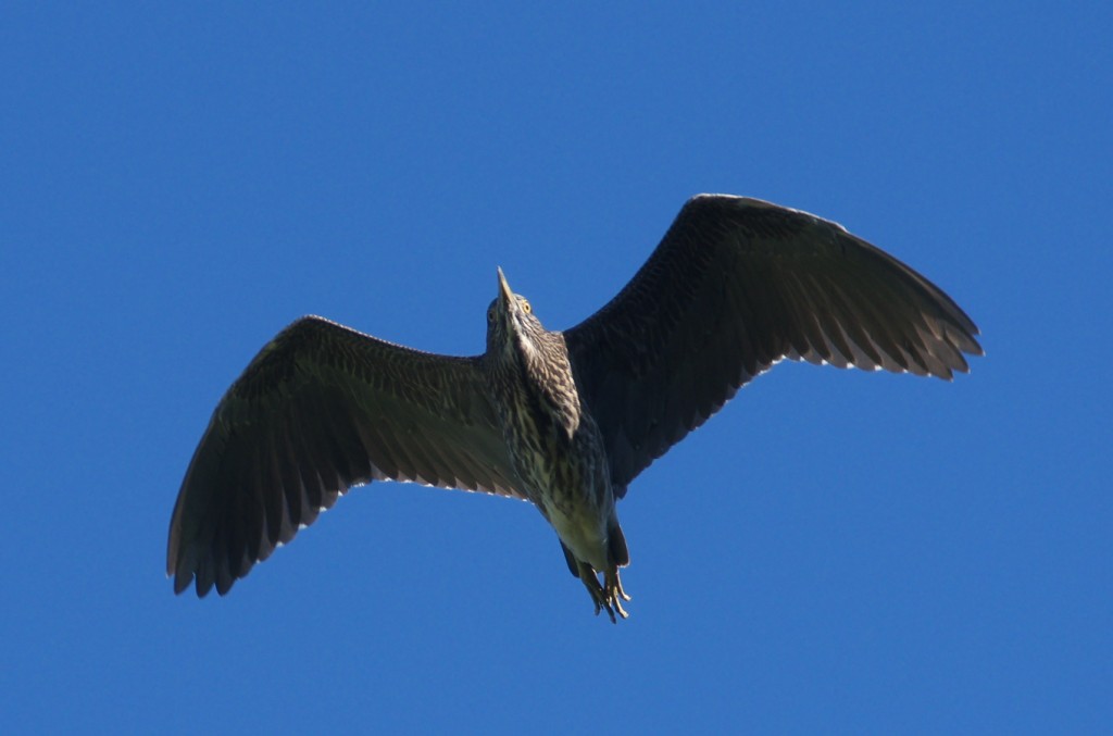 IMGP8975
