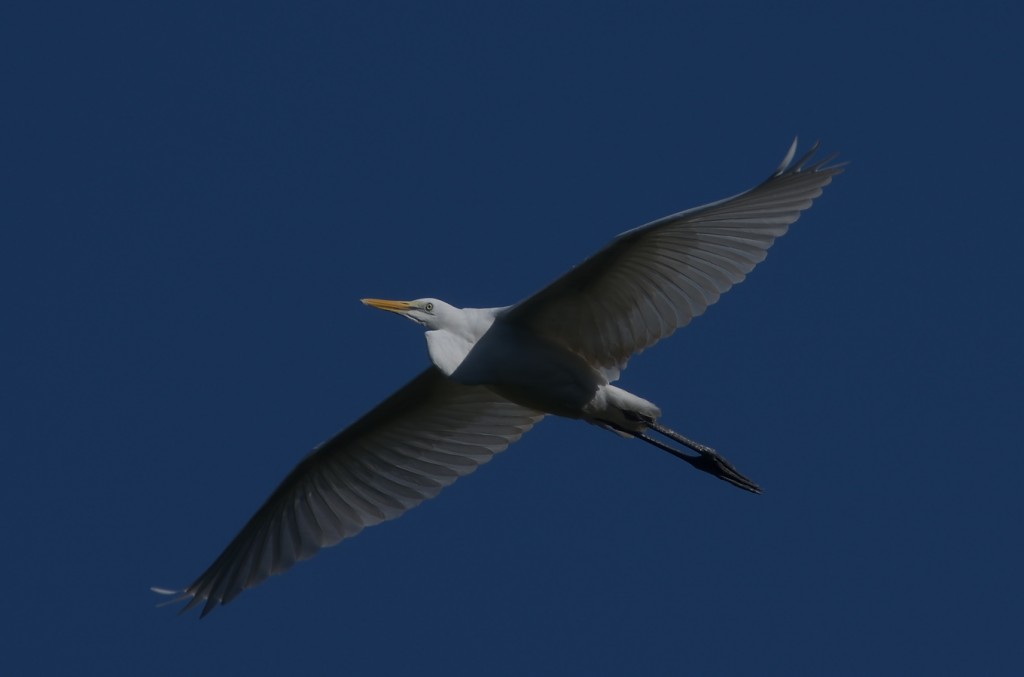 IMGP9043