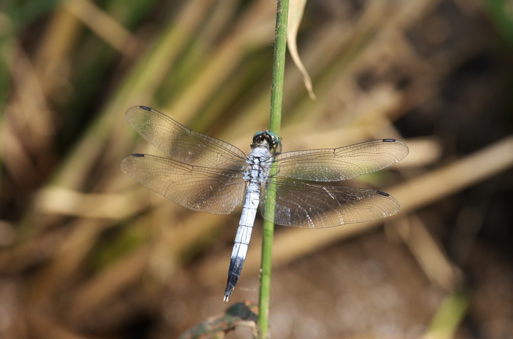 IMGP7315