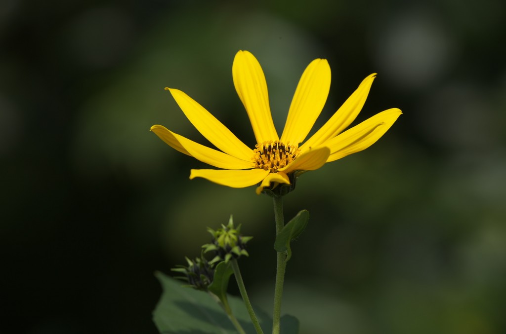 IMGP7564