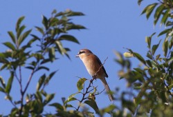９月２３日　利根川、安食