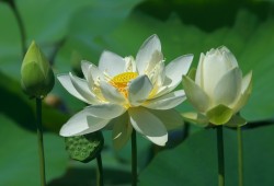 ８月１９日　印西市木下