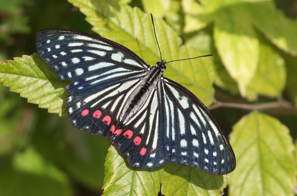 IMGP9466