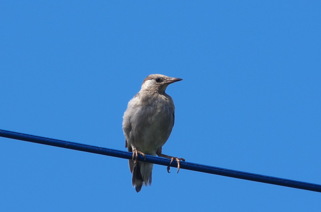 IMGP9826
