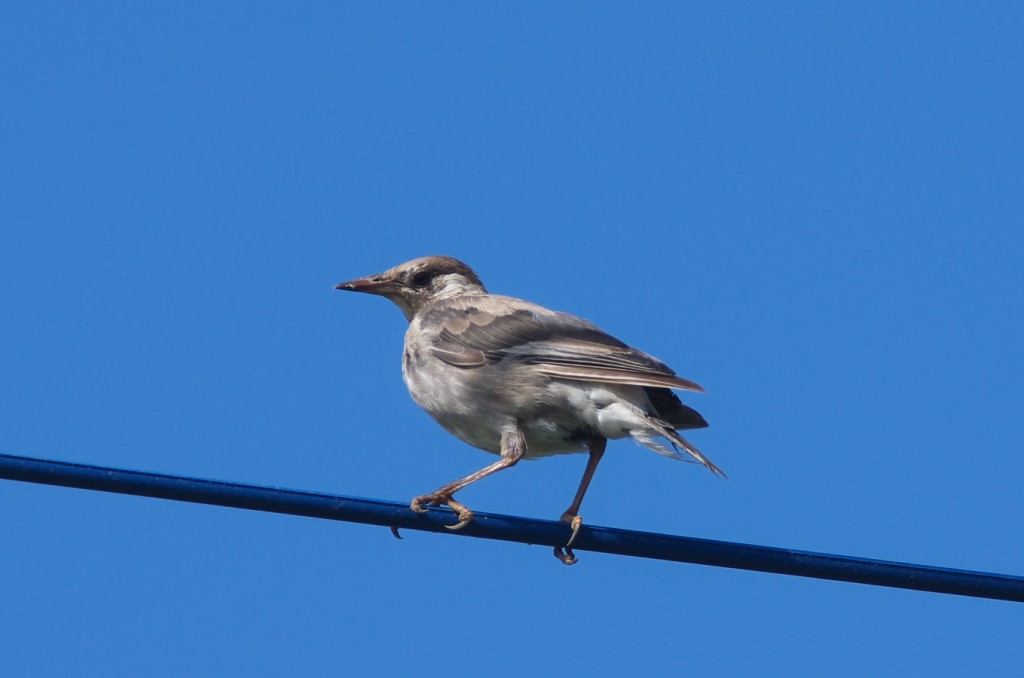 IMGP9831