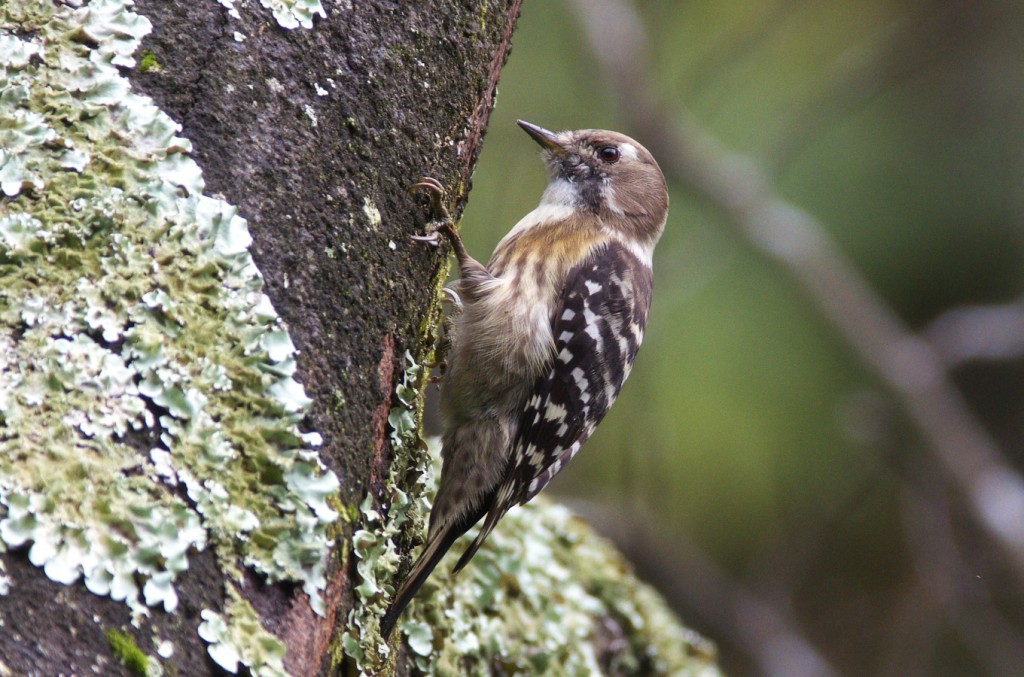 IMGP0874