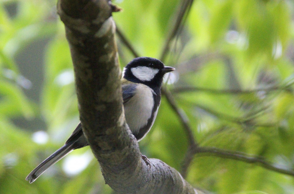 IMGP0887