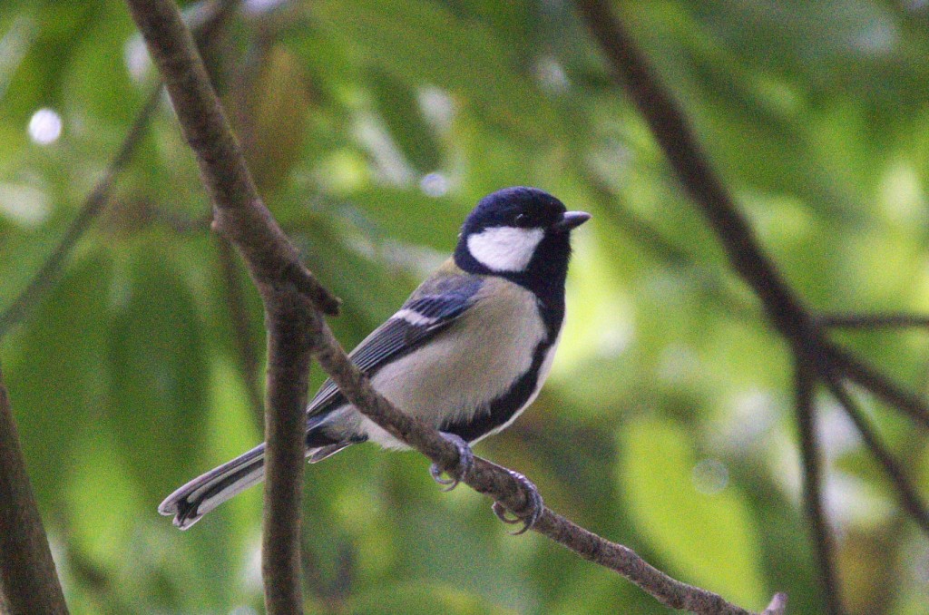 IMGP0917