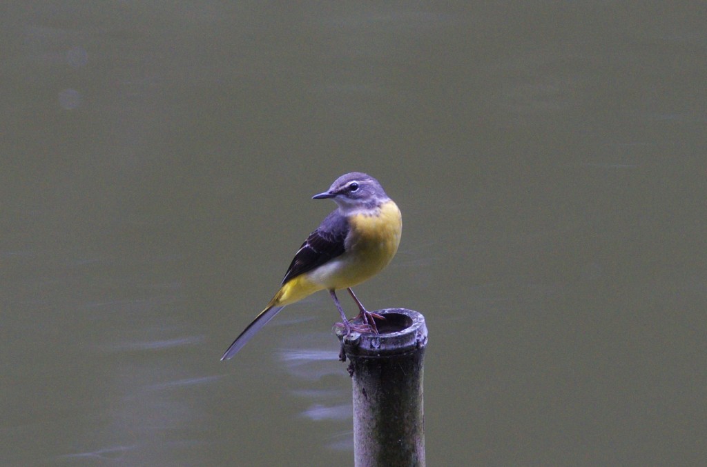 IMGP0944