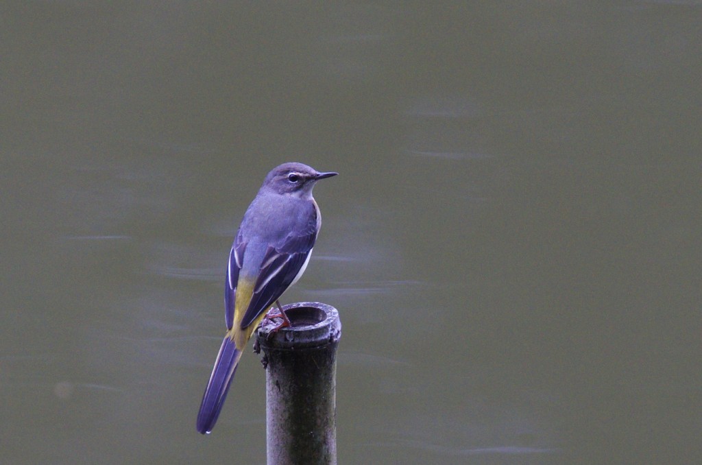 IMGP0949