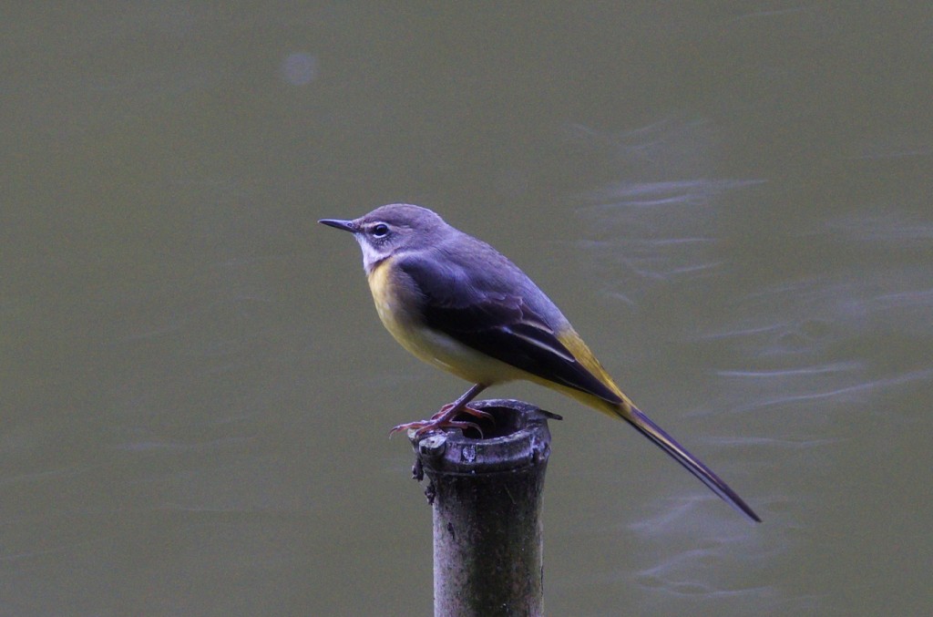 IMGP0985