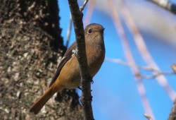 10月２８日　房総のむら、佐倉野鳥の森