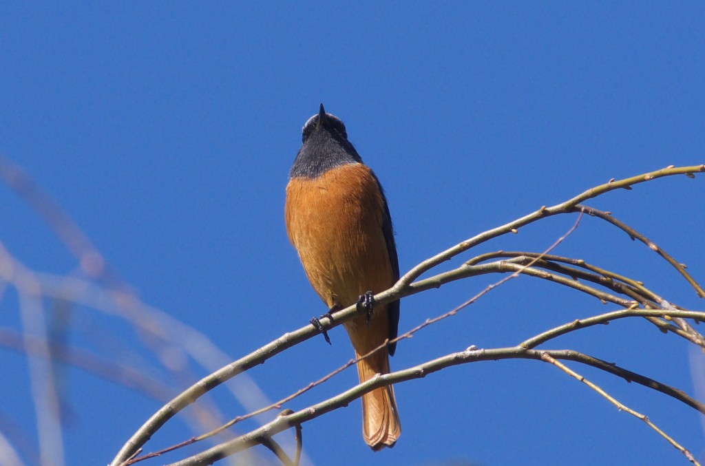 IMGP2825