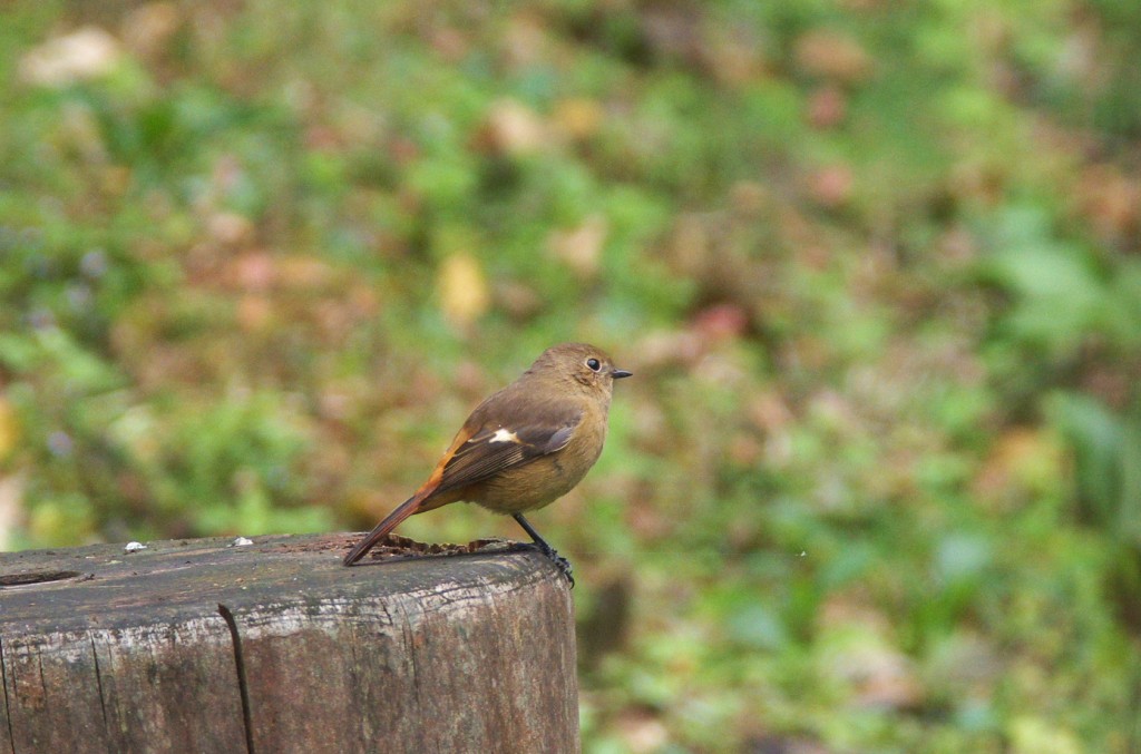 IMGP3739