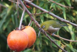 １１月１６日　臼井、四街道、野呂
