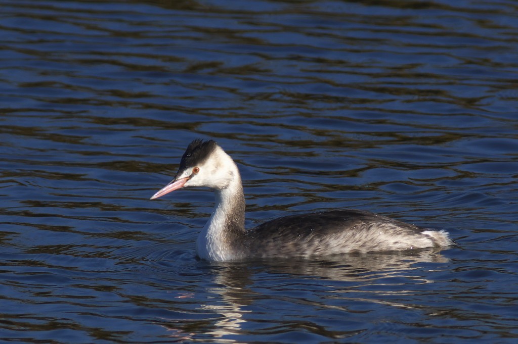 IMGP0656