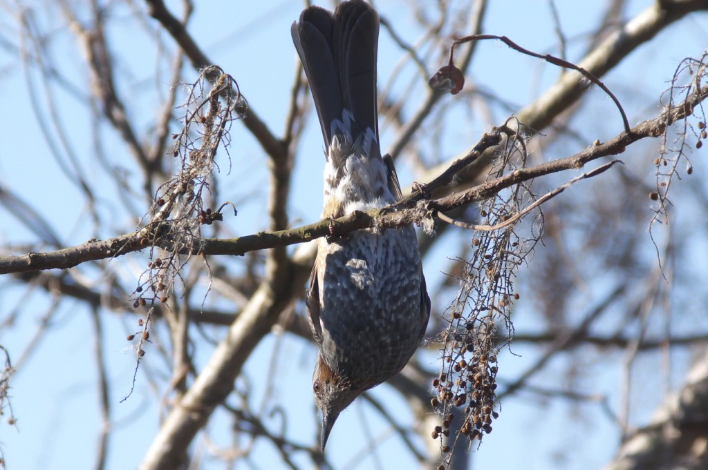 IMGP0678