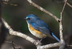 １２月２７日　花見川ＣＲ～印旛沼～手賀沼