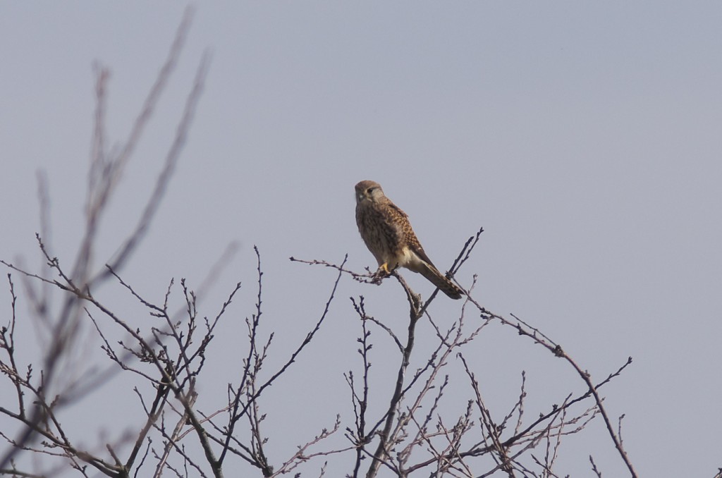 IMGP6780