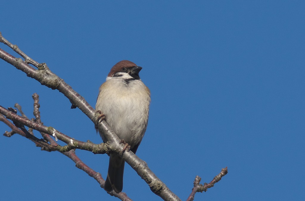 IMGP7056
