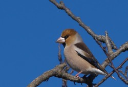 １月２４日　白井