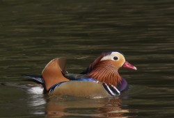２月１９日　坂田ヶ池・手賀沼