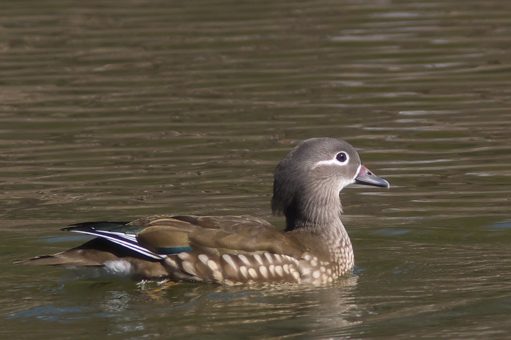 IMGP7617