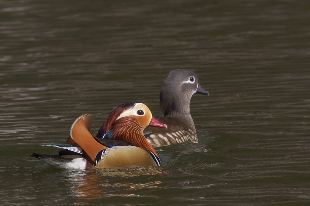 IMGP7626