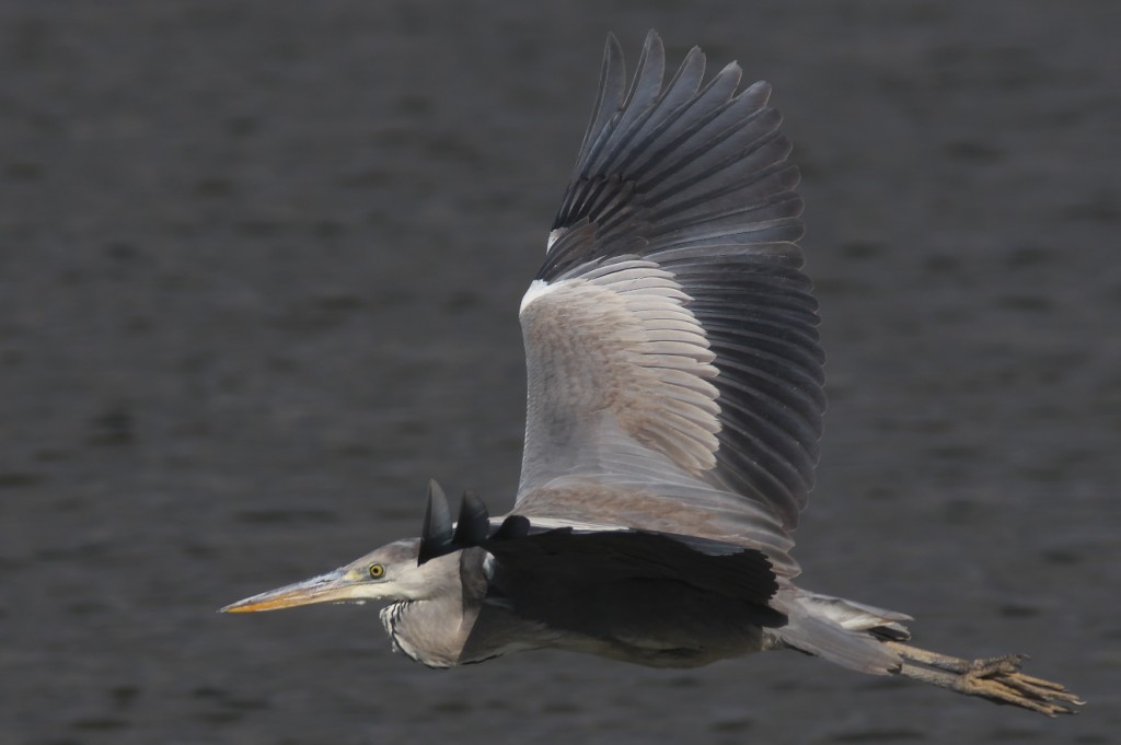 IMGP7894